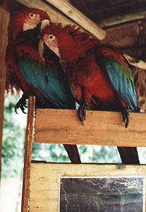 Greenwing Macaws preening